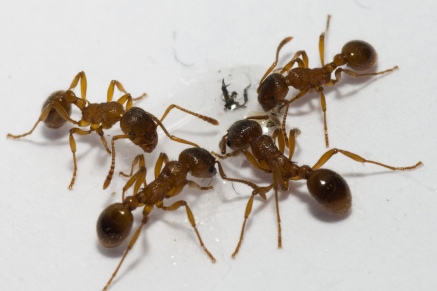 Уничтожение муравьев   в Наро-Фоминске 