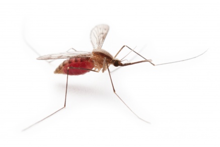 Уничтожение комаров   в Наро-Фоминске 