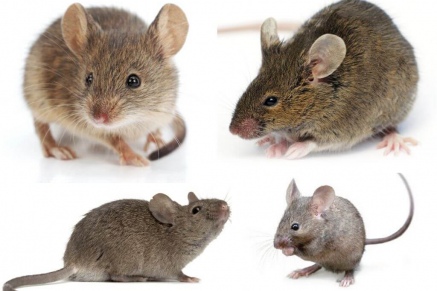 Уничтожение (дератизация) мышей   в Наро-Фоминске 